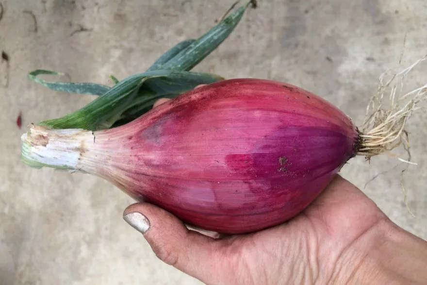 Know onions Richard Jackson