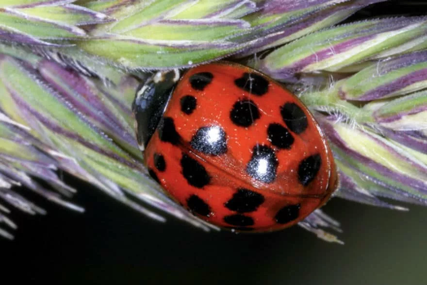 Ladybird INVASION: What is a black ladybird with red spots - do