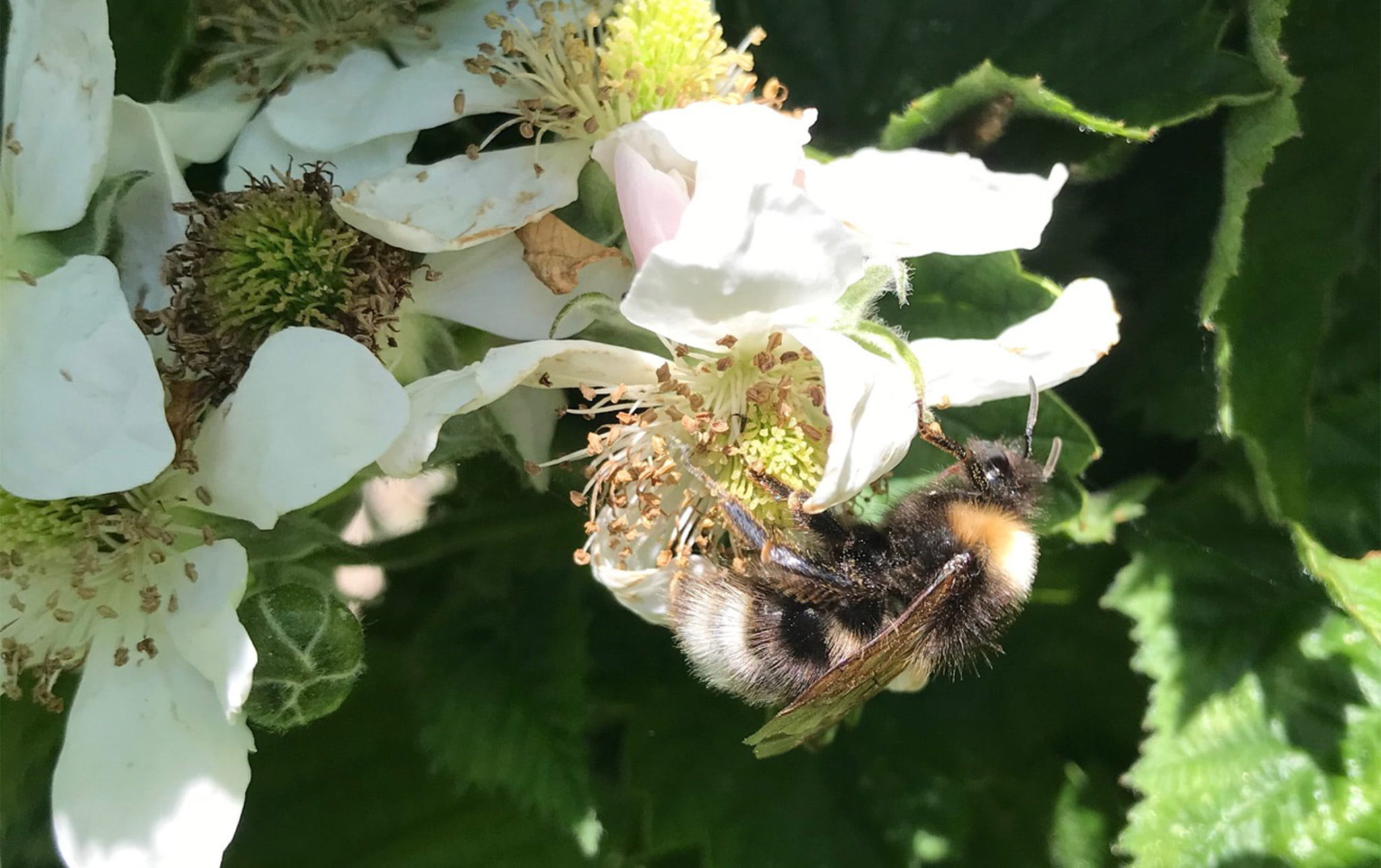Is the Key to Saving Pollinators … Honey Bee Semen?