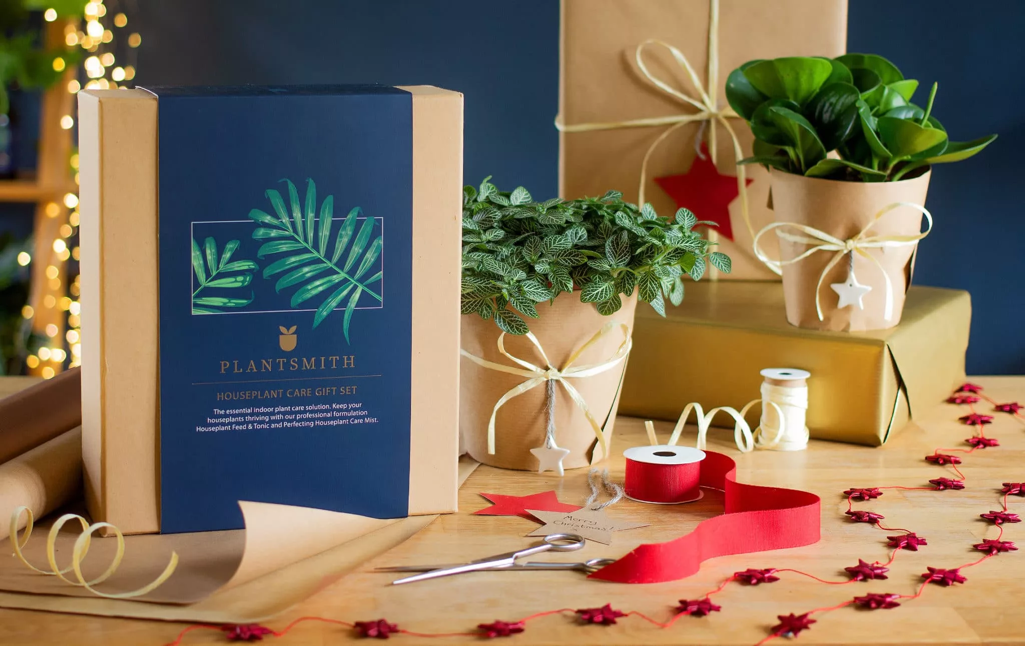 Indoor Plants - Succulento Indoor Plant Gifts Delivered in Melbourne